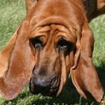 Scenting_Bloodhound