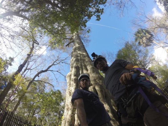 Florida rare tree