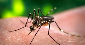 Brazil zika virus