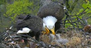baby bald eagles
