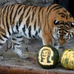 Amur tiger Yunona stands near pumpkins with faces of U.S. presidential nominees Clinton and Trump as it predicts result of U.S. presidential election at Royev Ruchey zoo in Krasnoyarsk