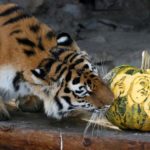 Amur tiger Yunona sniffs pumpkin with face of U.S. presidential nominee Trump as it predicts result of U.S. presidential election at Royev Ruchey zoo in Krasnoyarsk