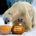 Polar bear Felix stands near pumpkins with portraits of U.S. presidential nominee Clinton as it predicts result of U.S. presidential election at Royev Ruchey zoo in Krasnoyarsk