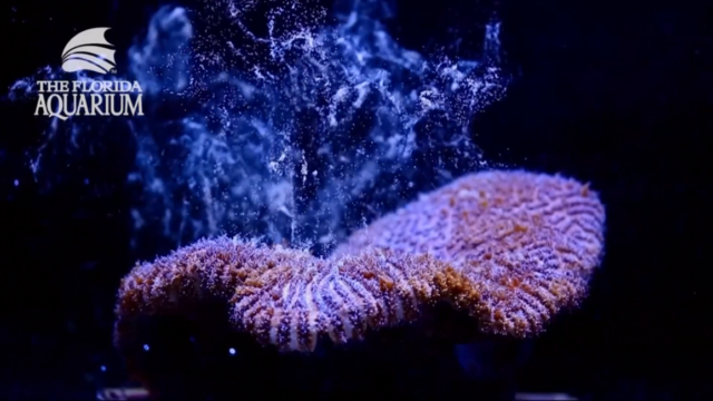 Atlantic coral