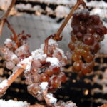 Ice_wine_grapes