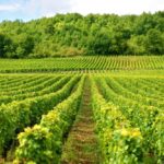 freepik/vineyard-france_1147-101