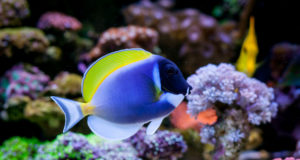 https://www.freepik.com/premium-photo/acanthurus-leucosternon-home-coral-reef-aquarium-selective-focus_3766136.htm