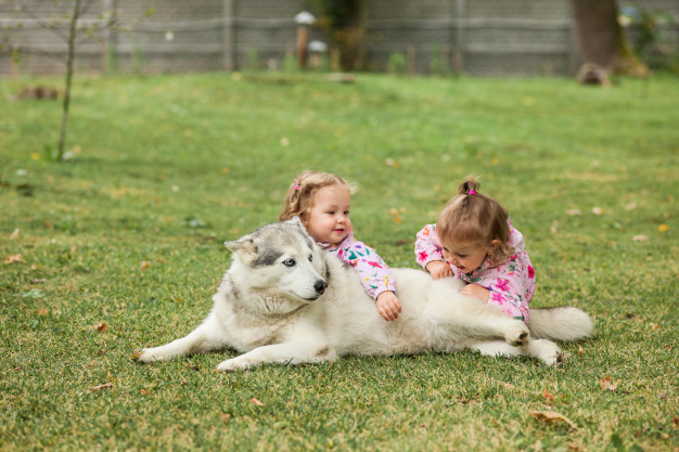 https://www.freepik.com/free-photo/two-little-baby-girsl-playing-with-dog-against-green-grass-park_9481708.htm