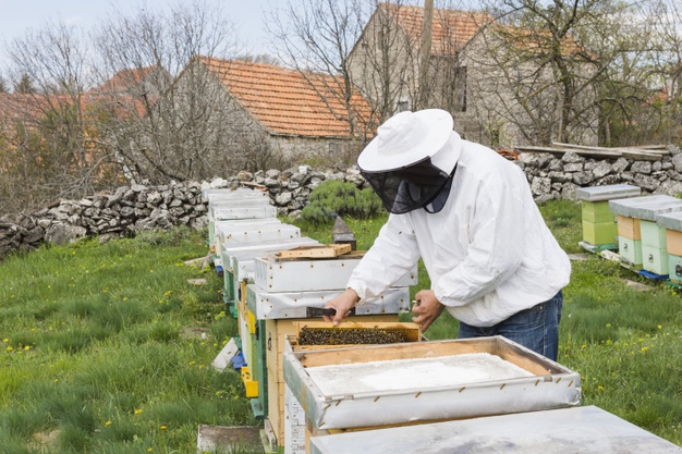 https://www.freepik.com/free-photo/beekeeper-extracting-honey_4540577.htm#page=1&query=beekeeping&position=37