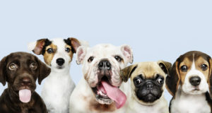 https://www.freepik.com/free-photo/group-portrait-adorable-puppies_3532149.htm#page=1&query=pet%20dog&position=1