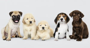 https://www.freepik.com/free-psd/group-portrait-five-adorable-puppies_3730859.htm#page=1&query=puppies&position=23
