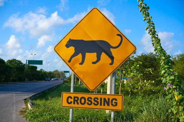 https://www.freepik.com/premium-photo/road-sign-panther-jaguar-crossing-mexico_3964359.htm#query=panther%20crossing&position=8