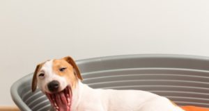 https://www.freepik.com/free-photo/yawn-jack-russell-terrier-lying-dog-bed_1154148.htm#page=1&query=dog%20bed&position=17