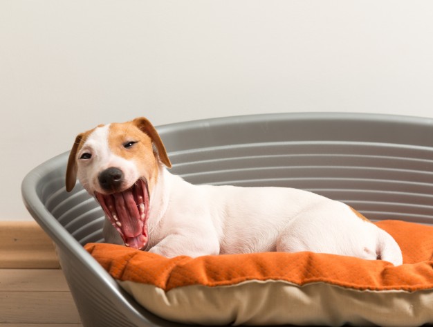 https://www.freepik.com/free-photo/yawn-jack-russell-terrier-lying-dog-bed_1154148.htm#page=1&query=dog%20bed&position=17