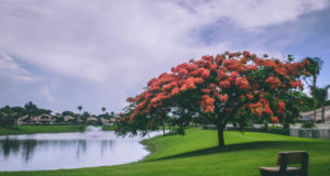 https://www.pexels.com/photo/photo-of-red-flowering-trees-beside-body-of-water-1188214/