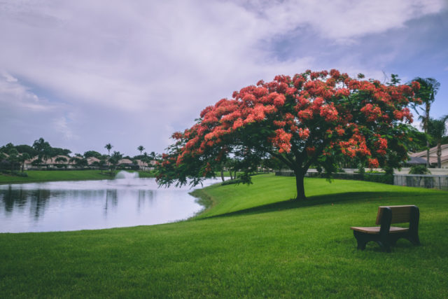 https://www.pexels.com/photo/photo-of-red-flowering-trees-beside-body-of-water-1188214/