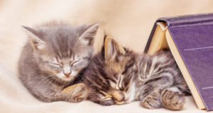 https://www.freepik.com/premium-photo/two-kittens-sleep-well-covered-with-book-break-teaching-sleep_9046906.htm#page=3&query=napping+cats&position=35