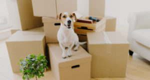 https://www.freepik.com/premium-photo/little-brown-white-jack-russel-terrier-dog-poses-cardboard-boxes_5833506.htm#page=1&query=moving&position=5