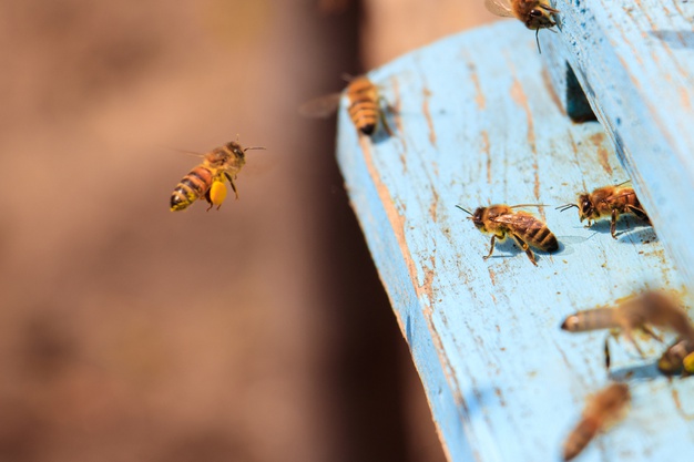 https://www.freepik.com/free-photo/closeup-honeybees-flying-blue-painted-wooden-surface-sunlight-daytime_11206415.htm
