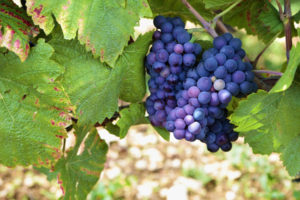 https://www.freepik.com/free-photo/red-wine-grapes-hanging-vine_8406465.htm#page=1&query=Pinot%20Noir%20grapes&position=2