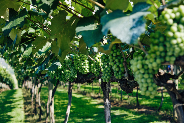https://www.freepik.com/free-photo/closeup-green-grapes-vineyard-sunlight-with-blurry_8755566.htm?query=tuscany