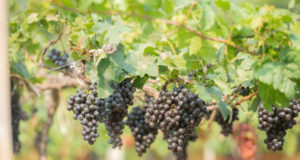 https://www.freepik.com/free-photo/vine-bunch-white-grapes-garden-vineyard_13807827.htm?query=grape%20harvest