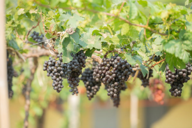 https://www.freepik.com/free-photo/vine-bunch-white-grapes-garden-vineyard_13807827.htm?query=grape%20harvest