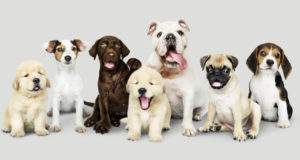 https://www.freepik.com/free-psd/group-portrait-adorable-puppies_3730301.htm#page=1&query=puppies&position=2