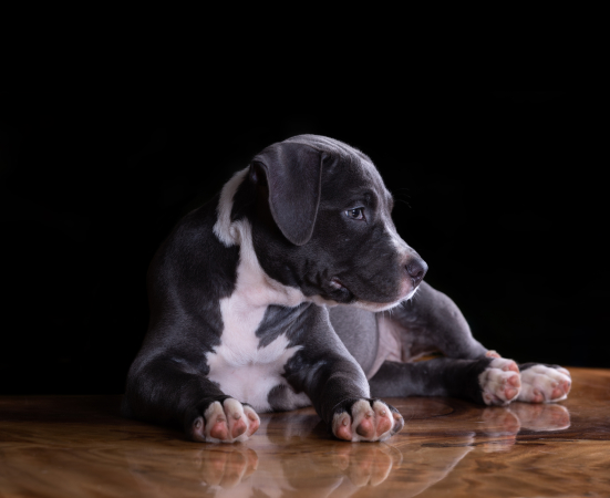 https://www.freepik.com/free-photo/american-staffordshire-terrier-puppy-table_5598046.htm#page=1&query=American%20Staffordshire%20Terrier%20&position=32