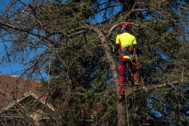 https://www.freepik.com/premium-photo/man-pruning-tree-tops-using-saw-lumberjack-wearing-protection-gear-sawing-branches_13218054.htm?query=tree%20trimmer