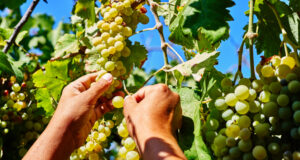 https://www.freepik.com/premium-photo/woman-holding-bunch-fresh-ripe-juicy-grapes-vineyard-close-up_21333936.htm#query=California%20vineyards&position=20&from_view=search