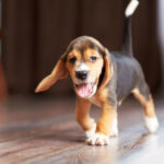 WagTantrum-124717-Home-New-Puppy-Image1