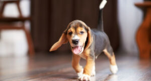https://stock.adobe.com/images/beagle-puppy-at-home/119270334 Image License #: 119270334 Image By: sergmakssmol