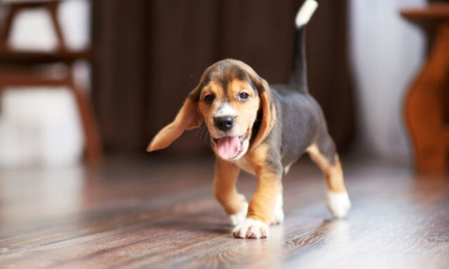 https://stock.adobe.com/images/beagle-puppy-at-home/119270334 Image License #: 119270334 Image By: sergmakssmol
