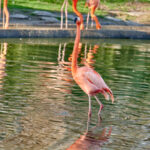 Flamingo walking through a shallow pond that only covers part of its legs