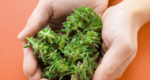 https://www.vecteezy.com/photo/2186833-cannabis-buds-in-hands