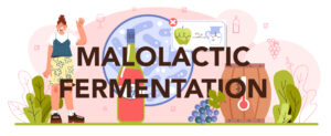 https://www.freepik.com/premium-vector/malolactic-fermentation-typographic-header-wine-production-alcohol-drink_19166786.htm#query=malolactic%20fermentation&position=6&from_view=search
