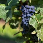selective-focus-shot-grapes-attached-branch-daytime