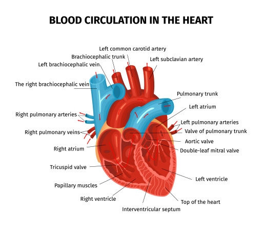 https://www.freepik.com/free-vector/anatomy-heart-circulation-blood-composition-with-editable-text-captions-pointing-different-parts-human-heart_15075798.htm#query=human%20heart&position=10&from_view=search