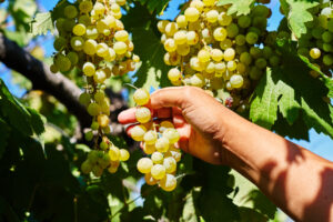 https://www.freepik.com/premium-photo/woman-holding-bunch-fresh-ripe-juicy-grapes-vineyard-close-up_21333928.htm#query=california%20vineyard&position=10&from_view=search