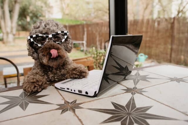 https://www.freepik.com/premium-photo/poodle-dog-working-with-laptop-terrace-outdoors-licking-its-lips-with-tongue_26927537.htm#query=dog%20hotel&position=25&from_view=search