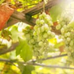 green-grapes-vine-white-wine-variety-vineyard-summer-natural-background-selective-focus