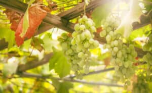 https://www.freepik.com/premium-photo/green-grapes-vine-white-wine-variety-vineyard-summer-natural-background-selective-focus_28324763.htm#query=chardonnay&position=40&from_view=search