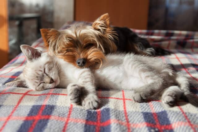 https://www.freepik.com/premium-photo/small-dog-kitten-sleep-home_9553427.htm#page=2&query=pets&position=19&from_view=search