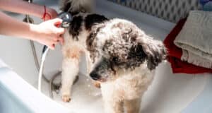 https://www.vecteezy.com/photo/3733998-bichon-frise-mixed-breed-dog-being-washed-by-the-groomer-in-pet-salon