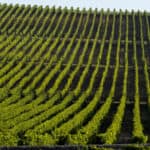 vecteezy_vineyard-landscape-vineyard-south-west-of-france-bordeaux-viney_1460727