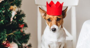 https://www.vecteezy.com/photo/10243758-picture-of-jack-russell-small-dog-in-red-paper-crown-sits-near-decorated-christmas-tree-raises-ears-waits-for-something-delicious-or-tasty-from-people-funny-pet-being-symbol-of-new-year
