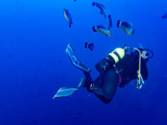 https://www.vecteezy.com/photo/12013173-surgeon-fish-while-scuba-diving-in-maldives