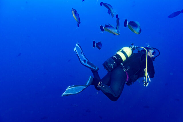 https://www.vecteezy.com/photo/12013173-surgeon-fish-while-scuba-diving-in-maldives