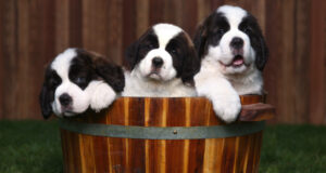https://www.vecteezy.com/photo/3615589-three-adorable-saint-bernard-puppies-in-a-barrel